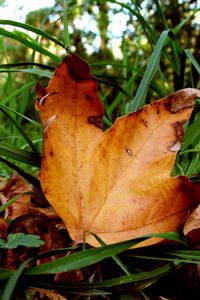 Preview wallpaper leaves, maple, dry, grass, green, autumn