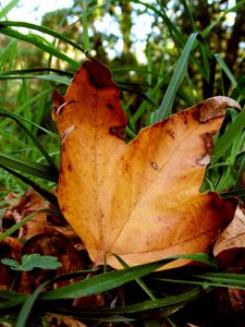 Preview wallpaper leaves, maple, dry, grass, green, autumn