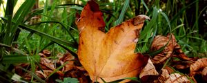 Preview wallpaper leaves, maple, dry, grass, green, autumn