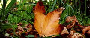 Preview wallpaper leaves, maple, dry, grass, green, autumn