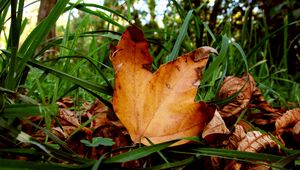 Preview wallpaper leaves, maple, dry, grass, green, autumn