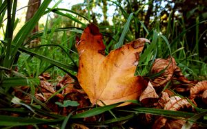 Preview wallpaper leaves, maple, dry, grass, green, autumn