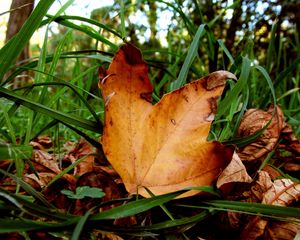 Preview wallpaper leaves, maple, dry, grass, green, autumn