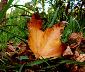 Preview wallpaper leaves, maple, dry, grass, green, autumn