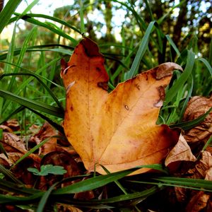 Preview wallpaper leaves, maple, dry, grass, green, autumn