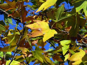 Preview wallpaper leaves, maple, dry, autumn