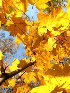 Preview wallpaper leaves, maple, dry, branch