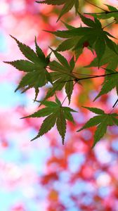Preview wallpaper leaves, maple, glare, branch, tree, summer