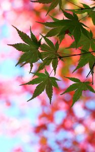 Preview wallpaper leaves, maple, glare, branch, tree, summer