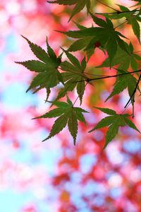 Preview wallpaper leaves, maple, glare, branch, tree, summer