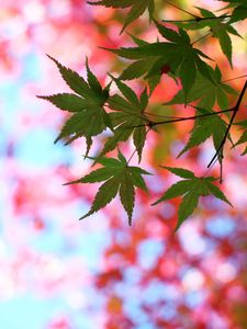 Preview wallpaper leaves, maple, glare, branch, tree, summer