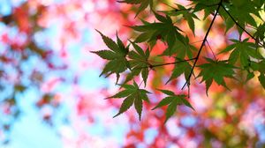 Preview wallpaper leaves, maple, glare, branch, tree, summer