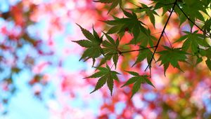 Preview wallpaper leaves, maple, glare, branch, tree, summer