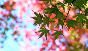 Preview wallpaper leaves, maple, glare, branch, tree, summer