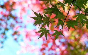 Preview wallpaper leaves, maple, glare, branch, tree, summer