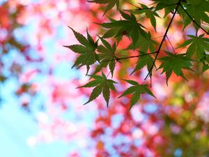 Preview wallpaper leaves, maple, glare, branch, tree, summer