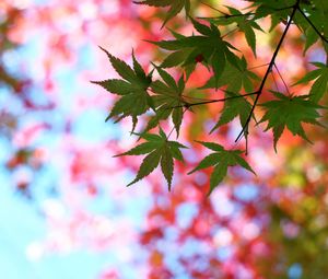 Preview wallpaper leaves, maple, glare, branch, tree, summer
