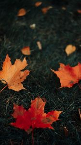 Preview wallpaper leaves, maple, grass, autumn