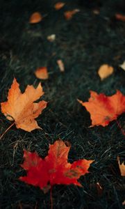Preview wallpaper leaves, maple, grass, autumn