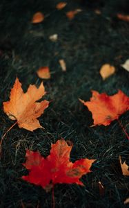 Preview wallpaper leaves, maple, grass, autumn
