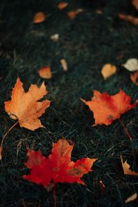 Preview wallpaper leaves, maple, grass, autumn