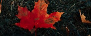 Preview wallpaper leaves, maple, grass, autumn