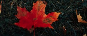 Preview wallpaper leaves, maple, grass, autumn