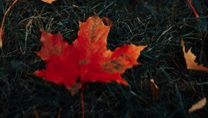 Preview wallpaper leaves, maple, grass, autumn