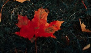 Preview wallpaper leaves, maple, grass, autumn