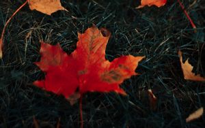Preview wallpaper leaves, maple, grass, autumn