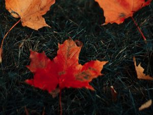 Preview wallpaper leaves, maple, grass, autumn