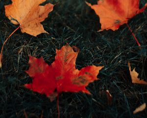 Preview wallpaper leaves, maple, grass, autumn