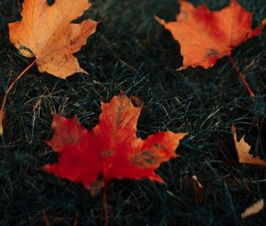 Preview wallpaper leaves, maple, grass, autumn