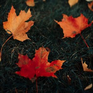 Preview wallpaper leaves, maple, grass, autumn