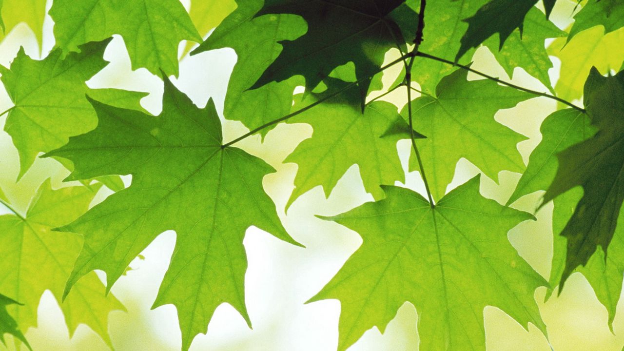 Wallpaper leaves, maple, green hd, picture, image