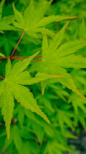 Preview wallpaper leaves, maple, green, macro