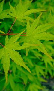 Preview wallpaper leaves, maple, green, macro