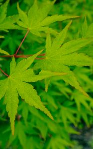 Preview wallpaper leaves, maple, green, macro