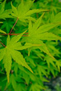 Preview wallpaper leaves, maple, green, macro