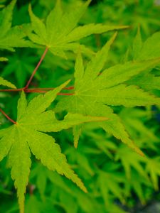 Preview wallpaper leaves, maple, green, macro