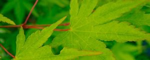 Preview wallpaper leaves, maple, green, macro