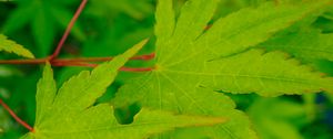 Preview wallpaper leaves, maple, green, macro