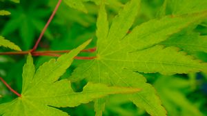 Preview wallpaper leaves, maple, green, macro