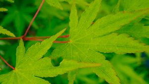 Preview wallpaper leaves, maple, green, macro