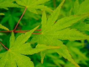 Preview wallpaper leaves, maple, green, macro