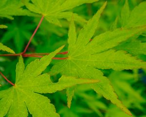 Preview wallpaper leaves, maple, green, macro