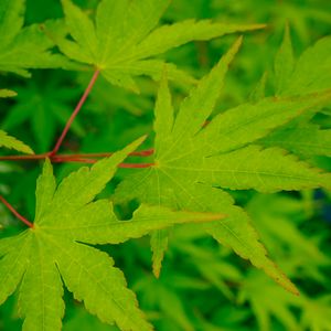 Preview wallpaper leaves, maple, green, macro