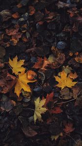 Preview wallpaper leaves, maple leaf, autumn