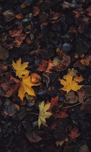 Preview wallpaper leaves, maple leaf, autumn