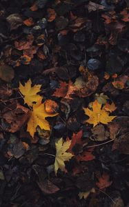 Preview wallpaper leaves, maple leaf, autumn